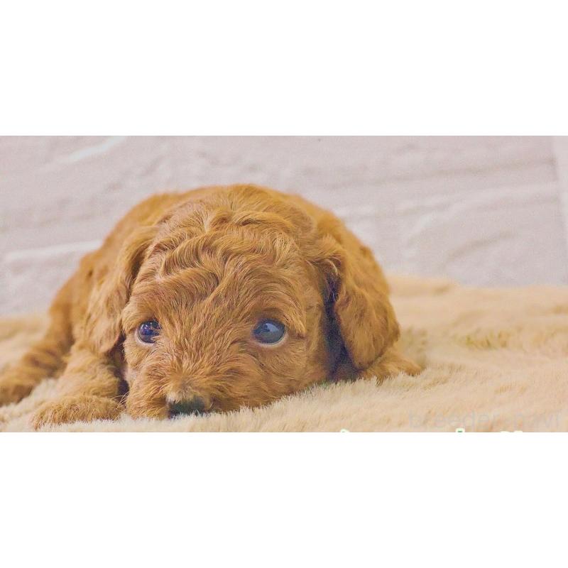 樋口伸次ブリーダーの詳細