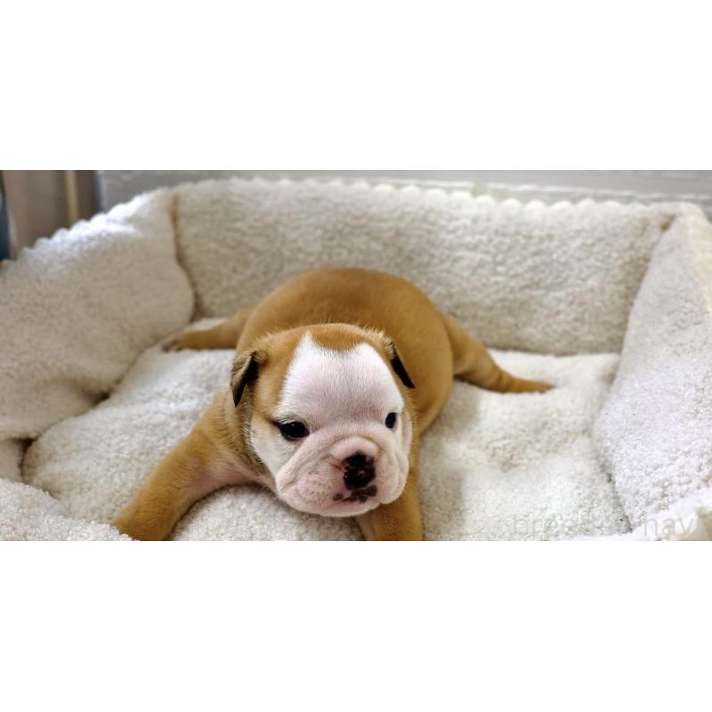 樋口伸次ブリーダーの詳細