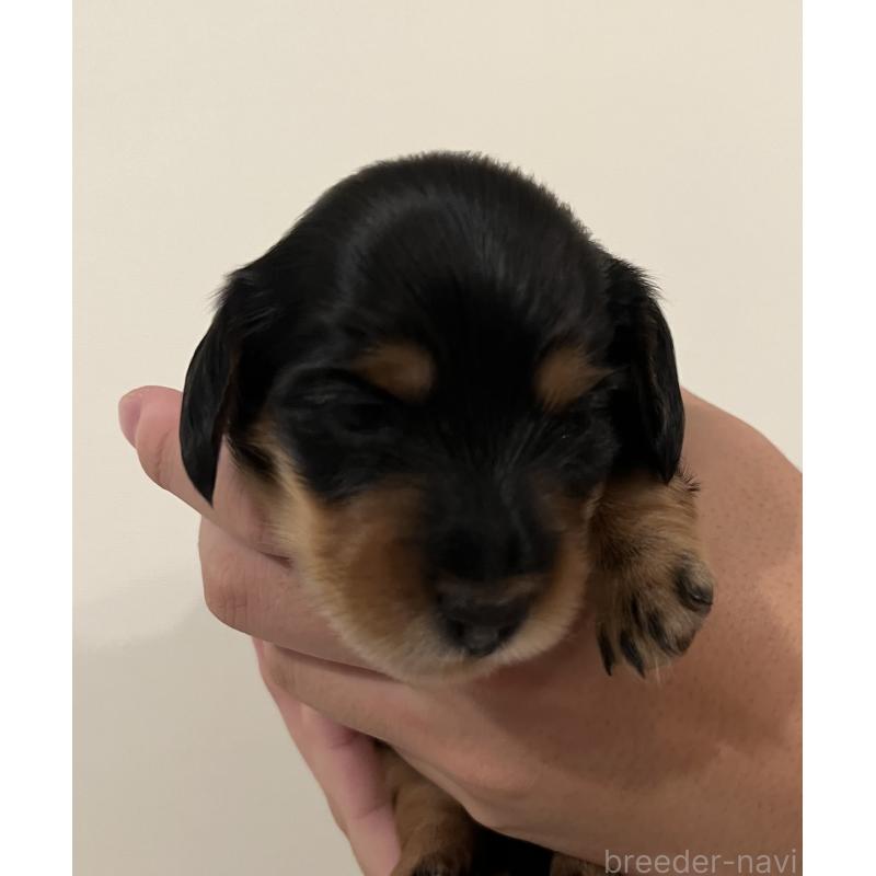 後藤朋子ブリーダーの詳細の1枚目