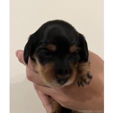 後藤朋子ブリーダー