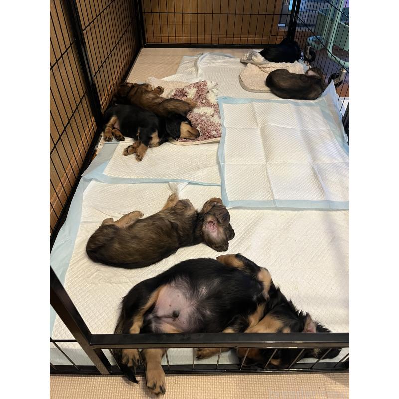 後藤朋子ブリーダーの詳細