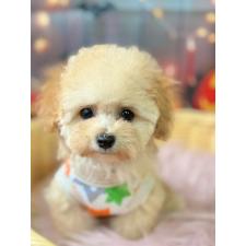 ♀︎タイニープードル