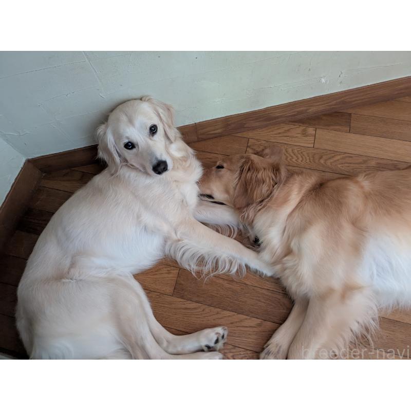 長田香苗ブリーダーの詳細