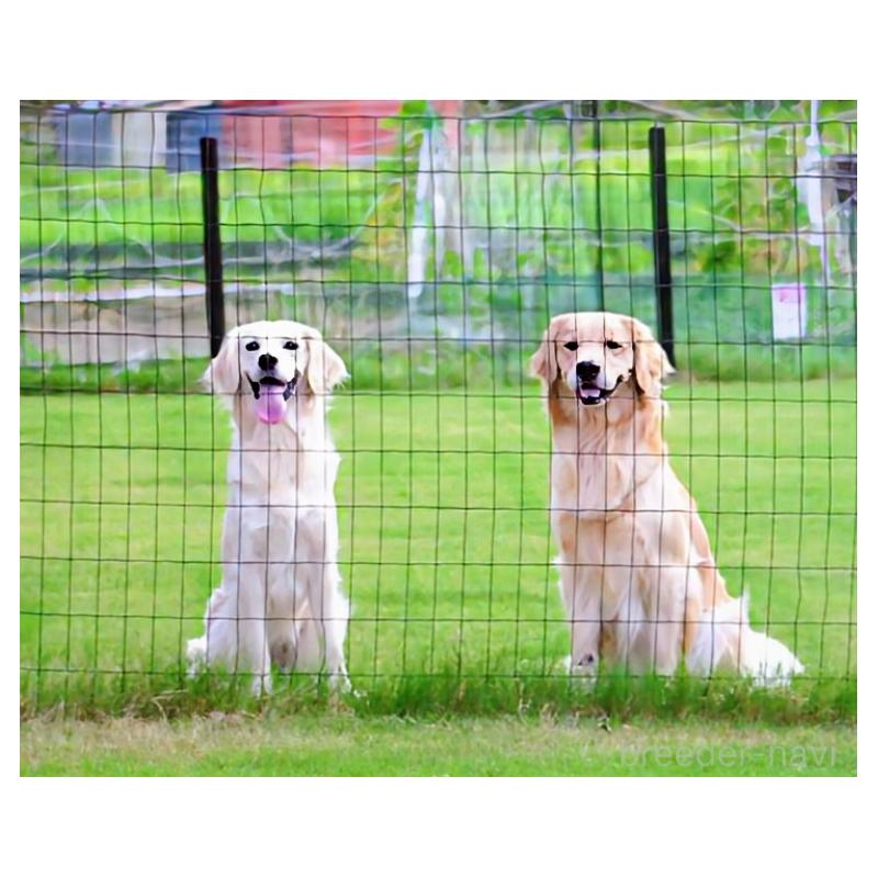 長田香苗ブリーダーの詳細の1枚目