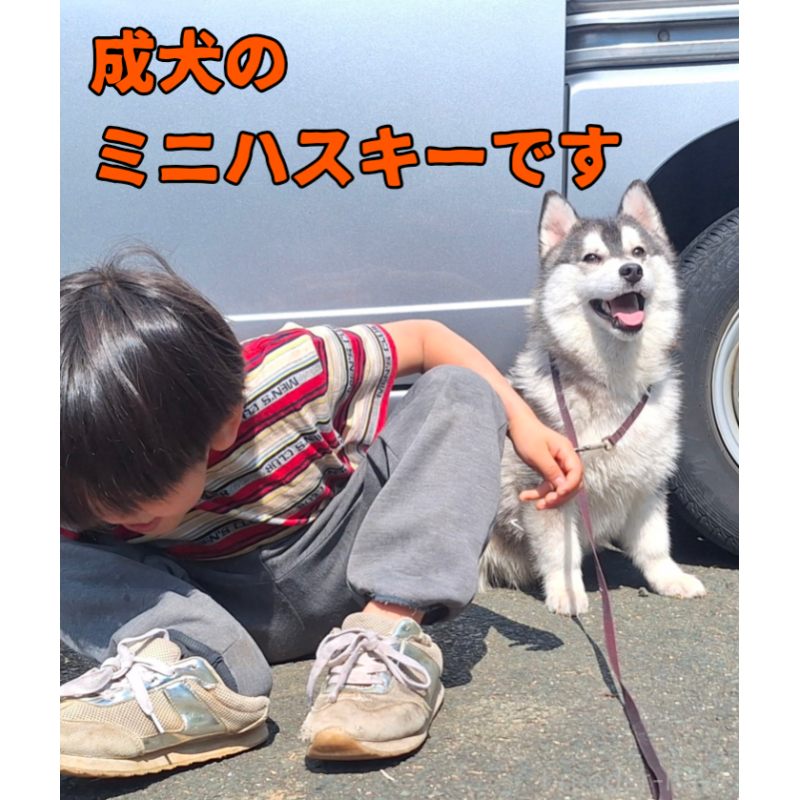 犬舎紹介の愛媛県の犬舎紹介-5253の4枚目