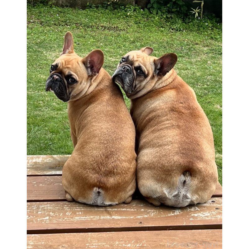 名嘉山正美ブリーダーの詳細の1枚目