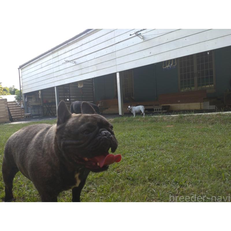 名嘉山正美ブリーダーの詳細