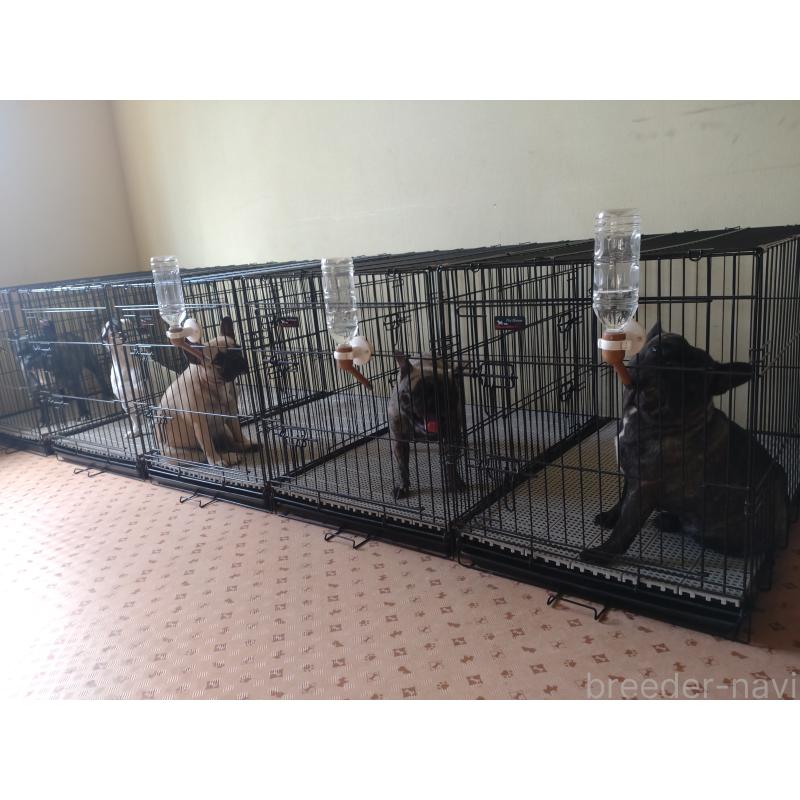 名嘉山正美ブリーダーの詳細