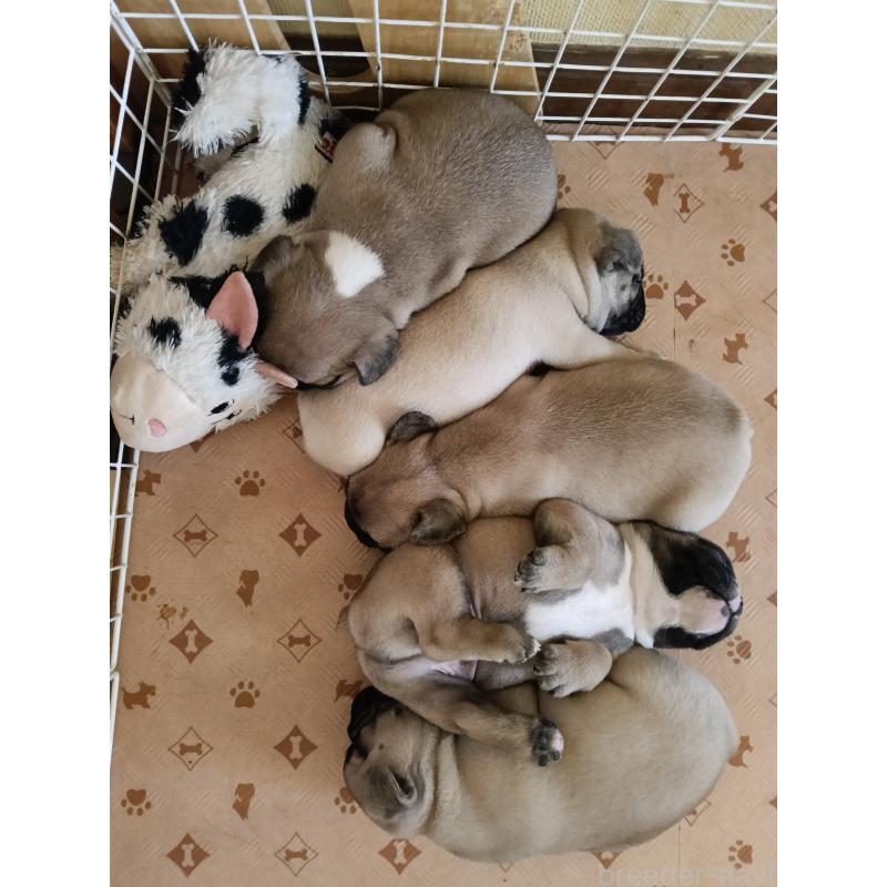 名嘉山正美ブリーダーの詳細