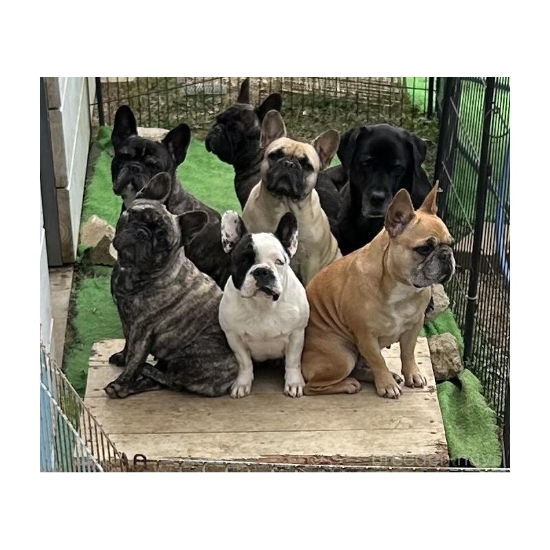 名嘉山正美ブリーダーの詳細