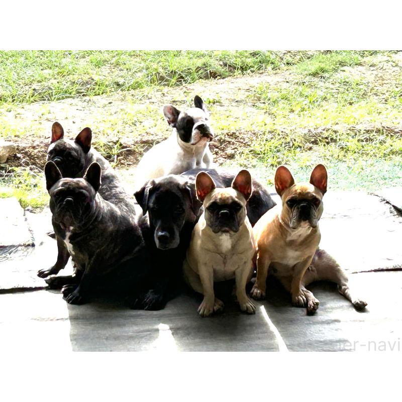 名嘉山正美ブリーダーの詳細