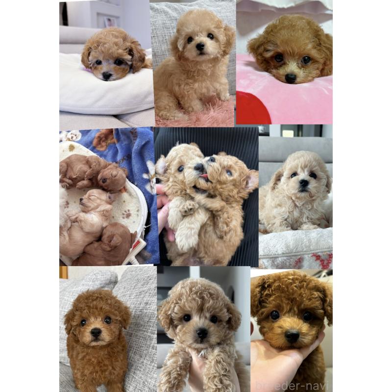 安田唯香ブリーダーの詳細の1枚目