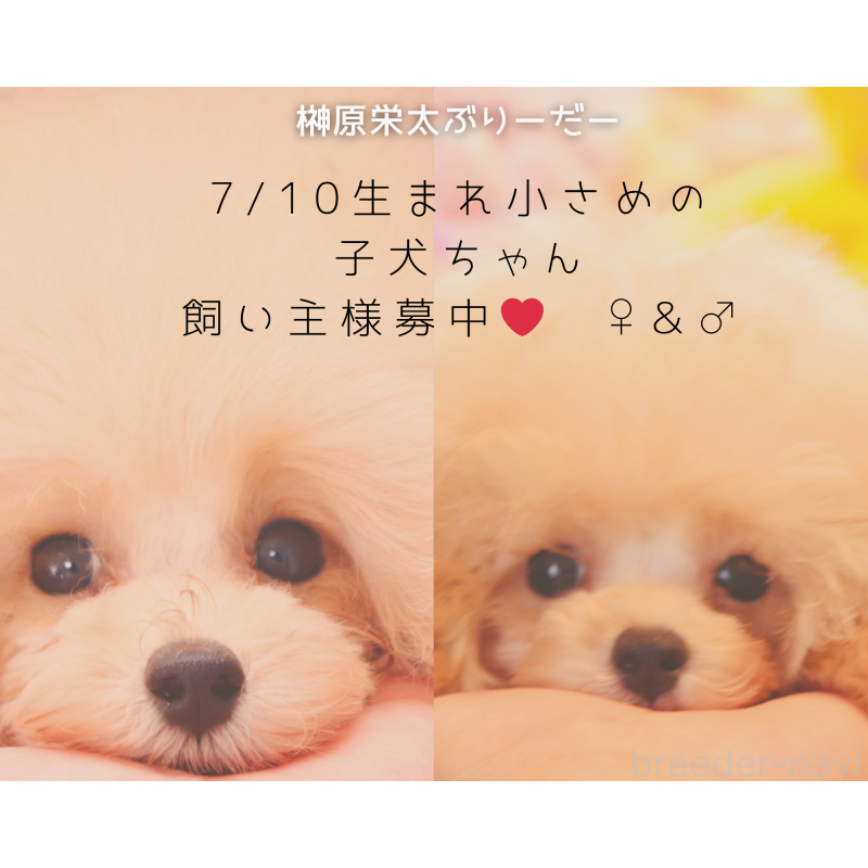 榊原栄太ブリーダーの詳細の1枚目