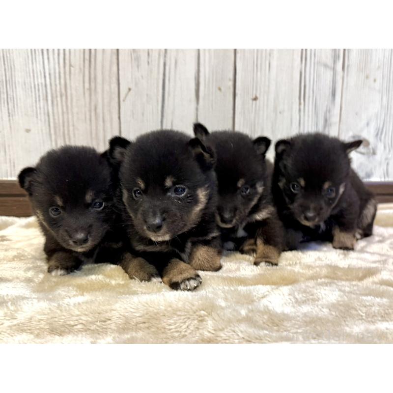 小川典子ブリーダーの詳細