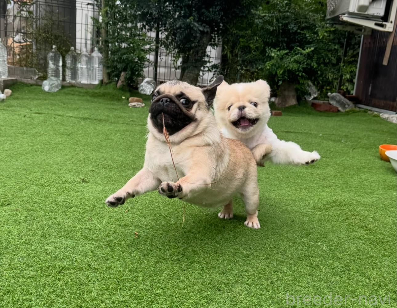 小林ブリーダー