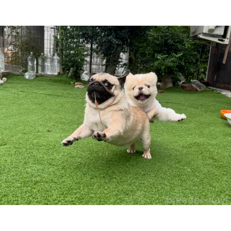 小林昌美ブリーダーの詳細