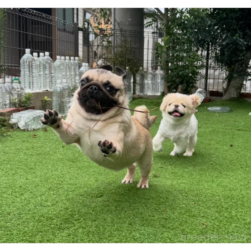 小林昌美ブリーダーの詳細