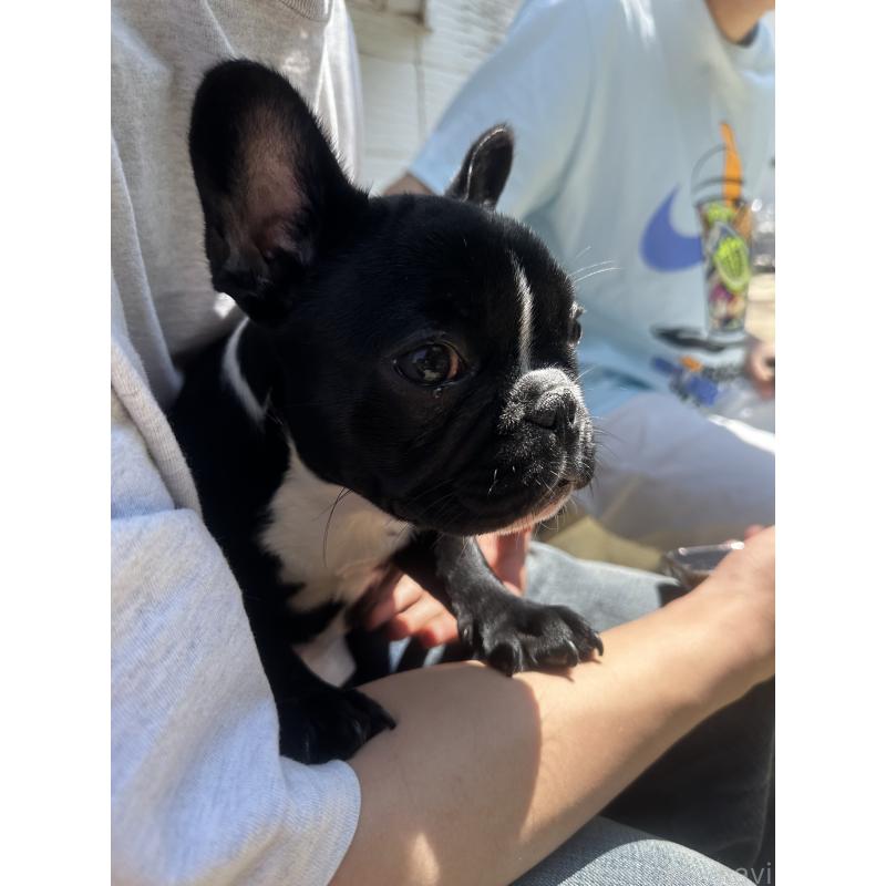 小林昌美ブリーダーの詳細