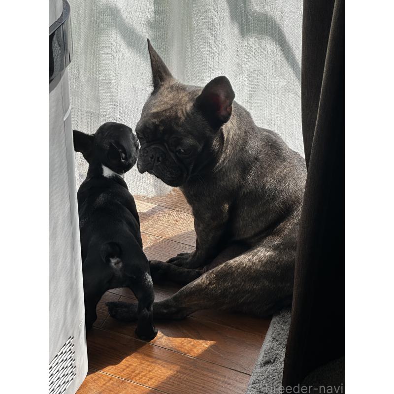 小林昌美ブリーダーの詳細