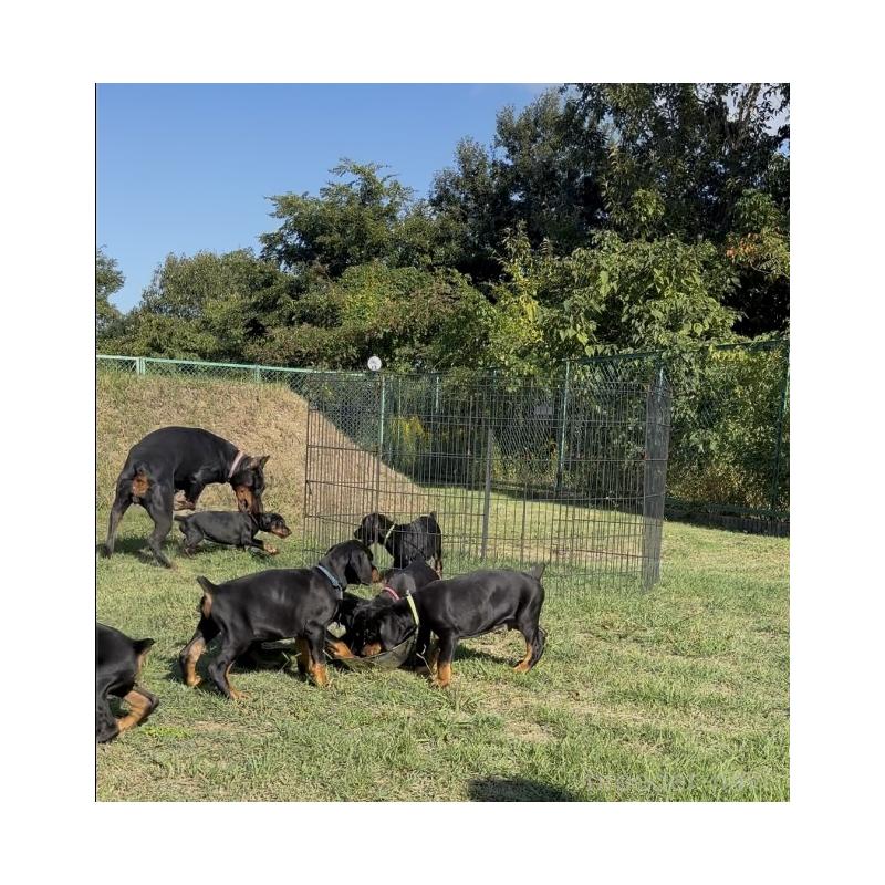 中山松比古ブリーダーの詳細