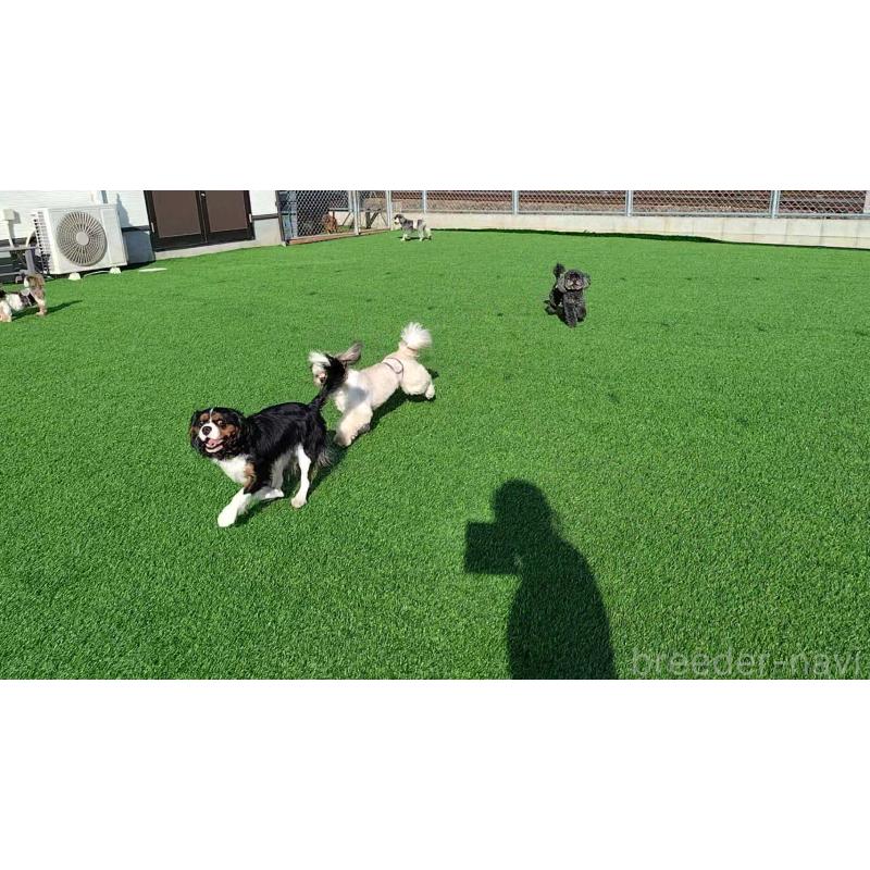 井上唯男ブリーダーの詳細