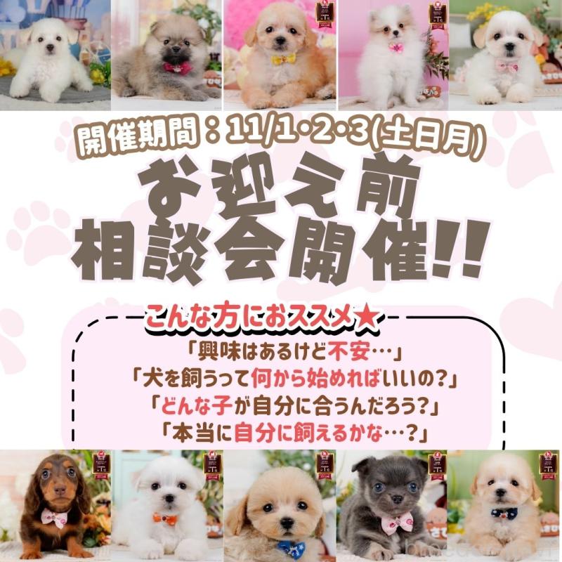 朝比奈杏奈ブリーダーの詳細の1枚目