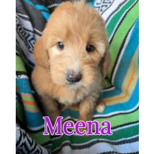 ♀︎バーニードゥードル:バーニーズ×スタンダードプードル