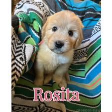 オンライン見学