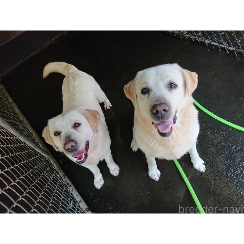 森山潤子ブリーダーの詳細