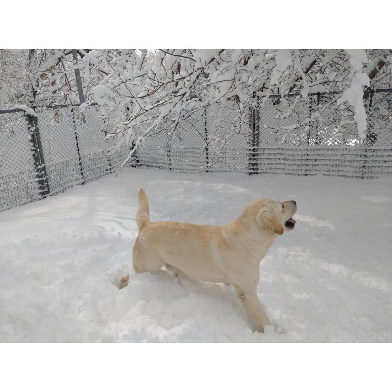 森山潤子ブリーダーの詳細