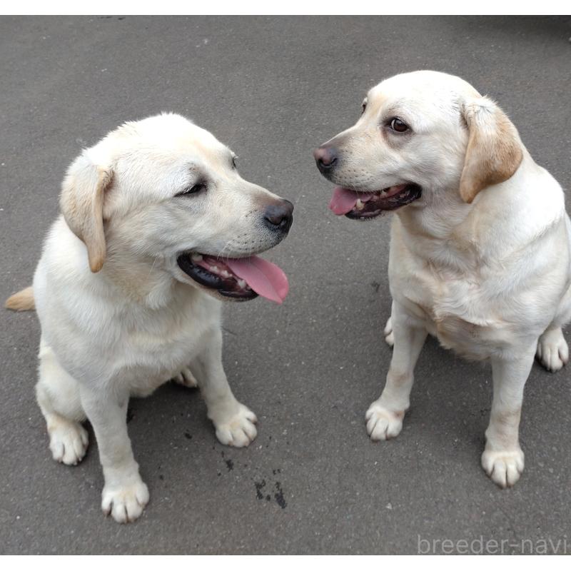 森山潤子ブリーダーの詳細