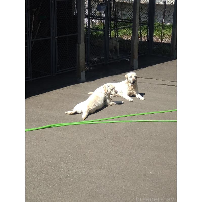 森山潤子ブリーダーの詳細