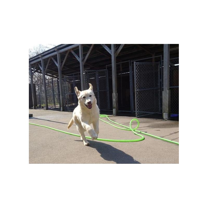 森山潤子ブリーダーの詳細