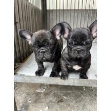 佐藤スエ子ブリーダー