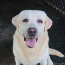 森山潤子ブリーダー