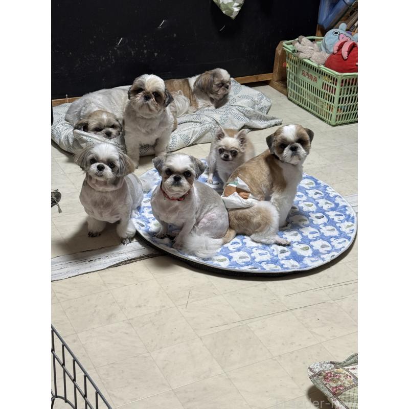 荒木麻子ブリーダーの詳細