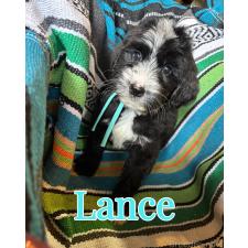 オンライン見学