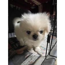 高見剛ブリーダー