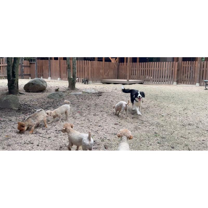 猪俣賢ブリーダーの詳細