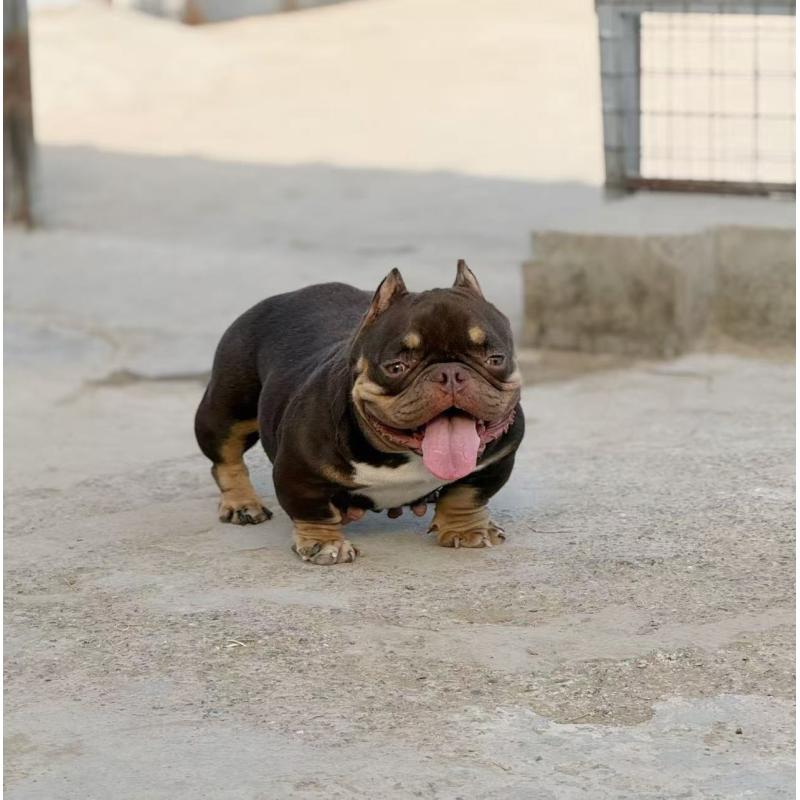 大野智成ブリーダーの詳細