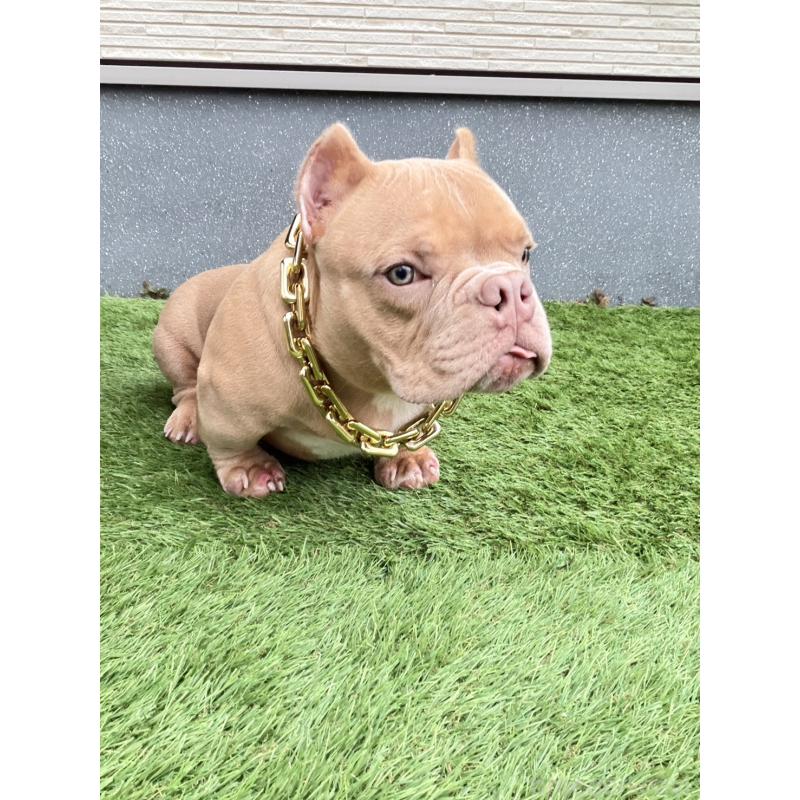 大野智成ブリーダーの詳細