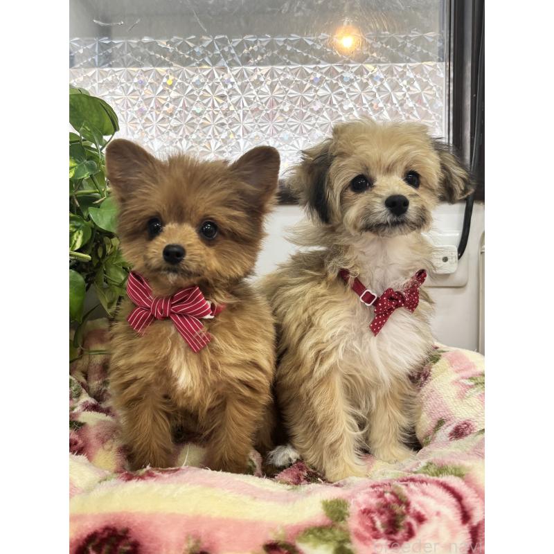 稲岡順子ブリーダーの詳細の1枚目