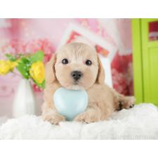 ♀︎マルプー:マルチーズ×トイプードル