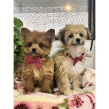 稲岡順子ブリーダー