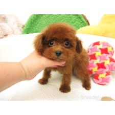 ♀︎トイプードル