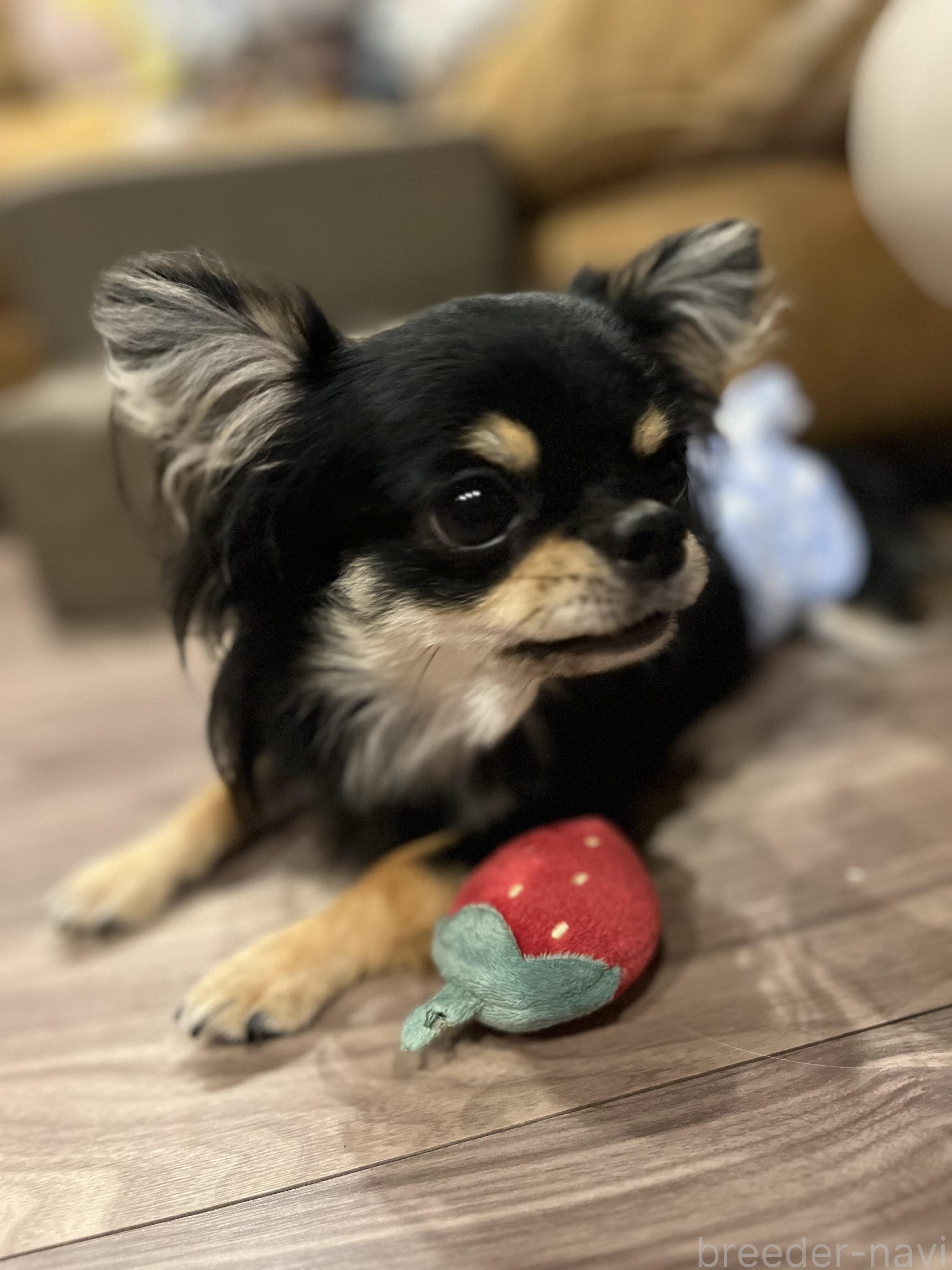 山口ブリーダー