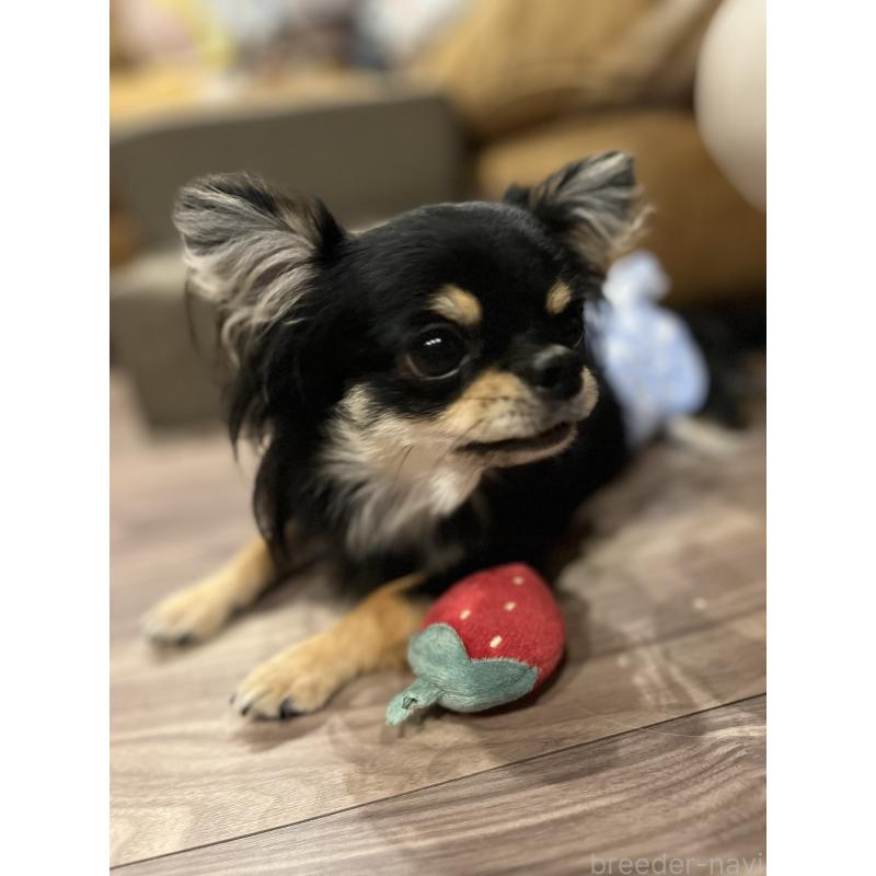 山口朱実ブリーダーの詳細の1枚目