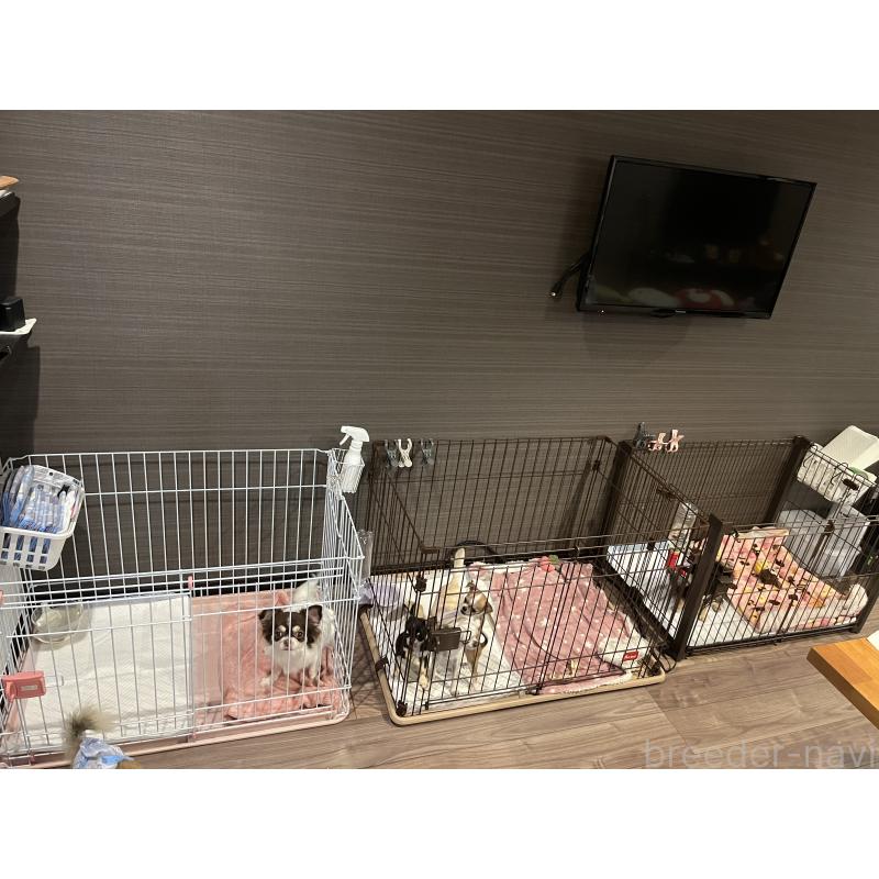 山口朱実ブリーダーの詳細