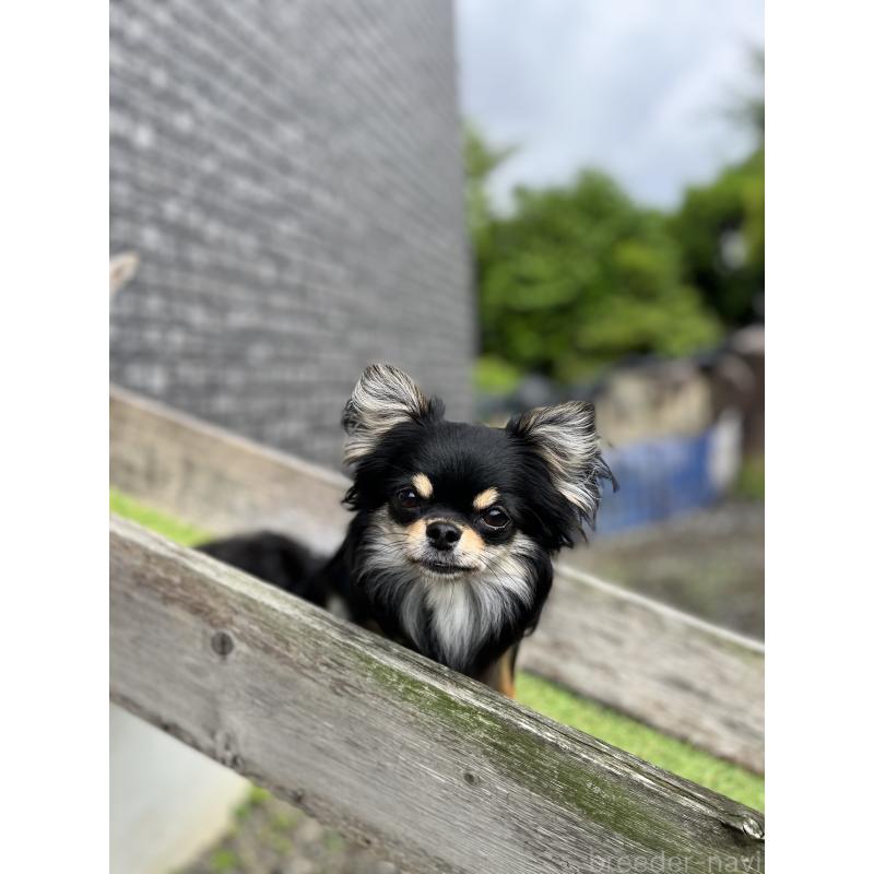 山口朱実ブリーダーの詳細