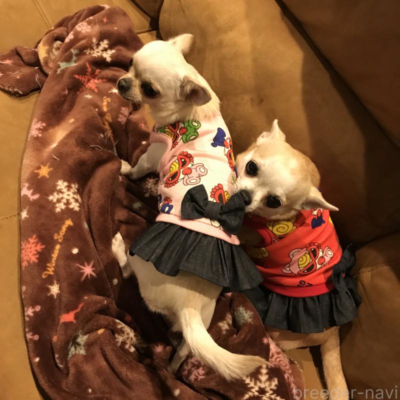 山口朱実ブリーダーの詳細